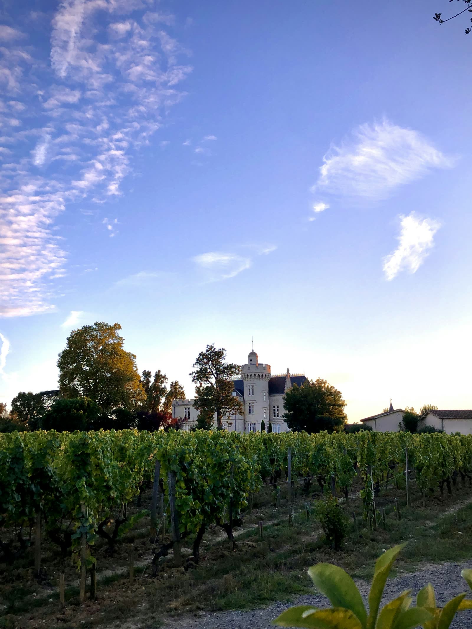 A Bordeaux vineyard with a church in the background