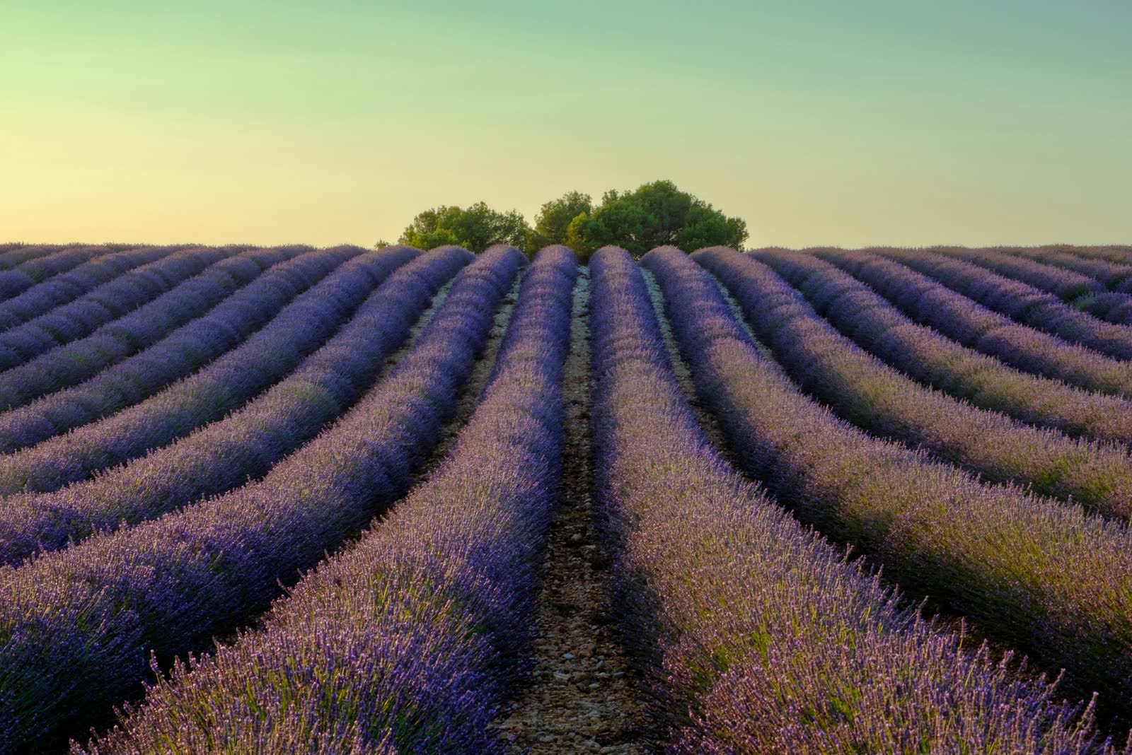 A lavender field in Provence with a solitary tree