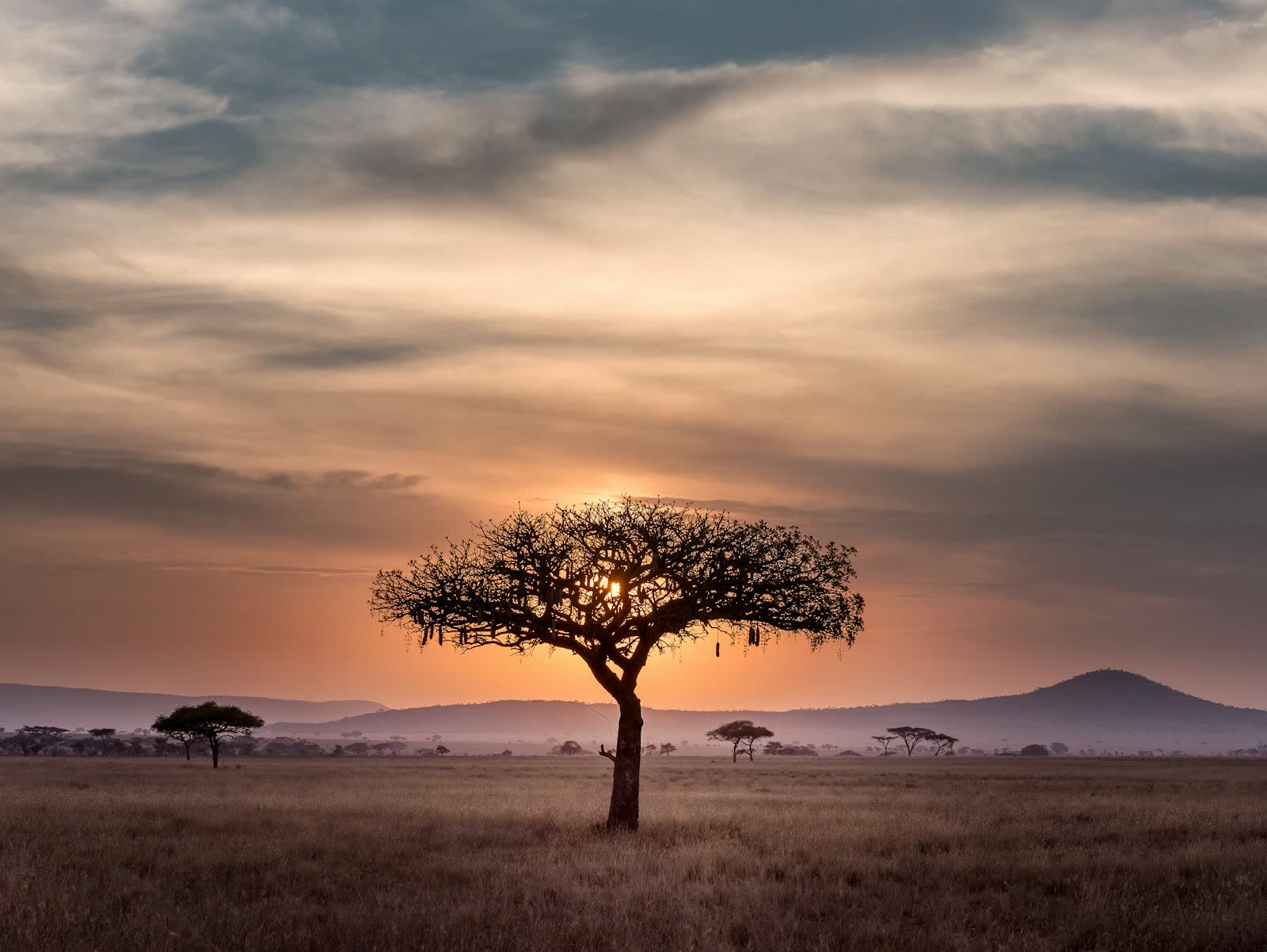 An acacia tree on the savanna at golden hour